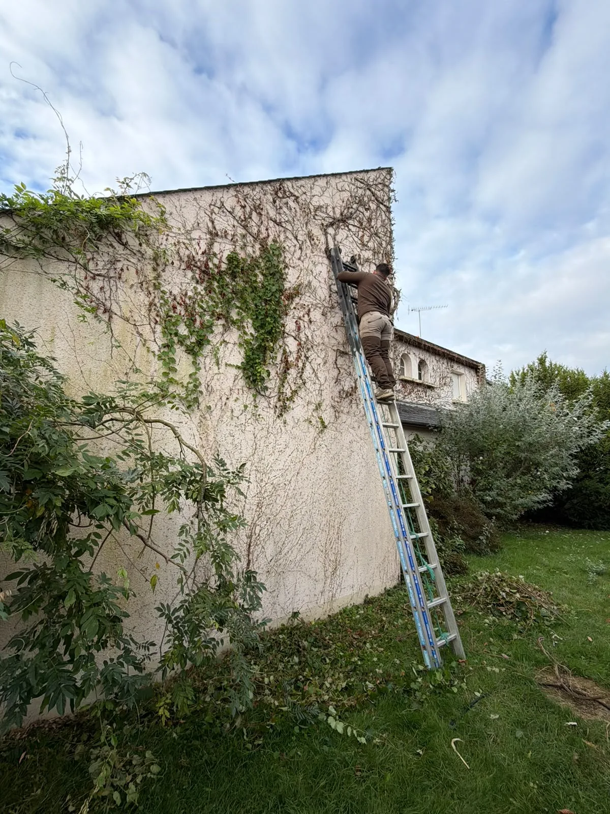 Artisan Sanchez Rénov sur une grande échelle retirant le lierre d'un pignon — chantier en Bretagne